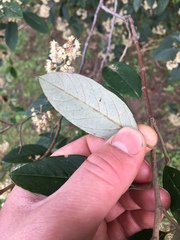 Pomaderris hamiltonii