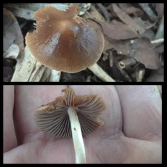 Psathyrella