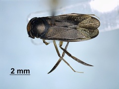 Callicorixa audeni
