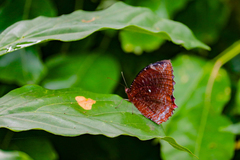 Elymnias hypermnestra