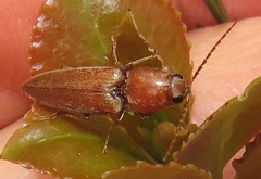 Cardiophorinae
