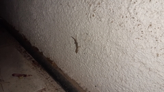 Mediodactylus orientalis