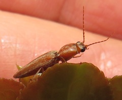 Cardiophorinae