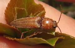 Cardiophorinae