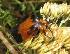 Lycus rostratus