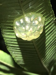 Ghost Glass Frog photo 4