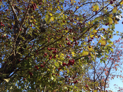 Crataegus pinnatifida