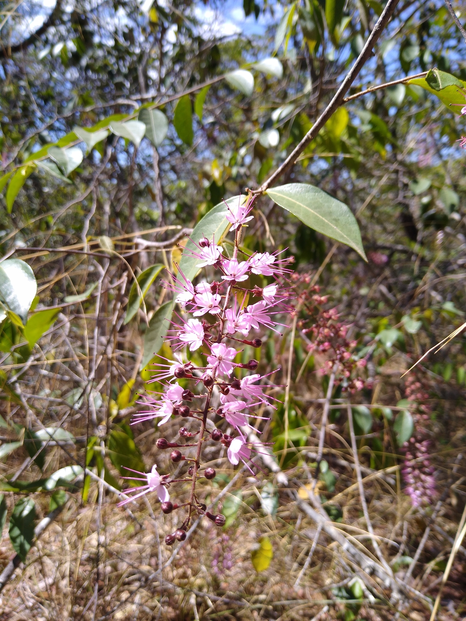 Hirtella racemosa