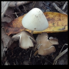 Psathyrella