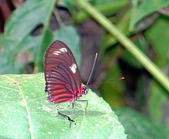 Heliconius doris