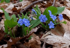 Omphalodes verna