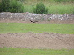 Phasianus colchicus formosanus