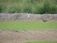 Phasianus colchicus formosanus