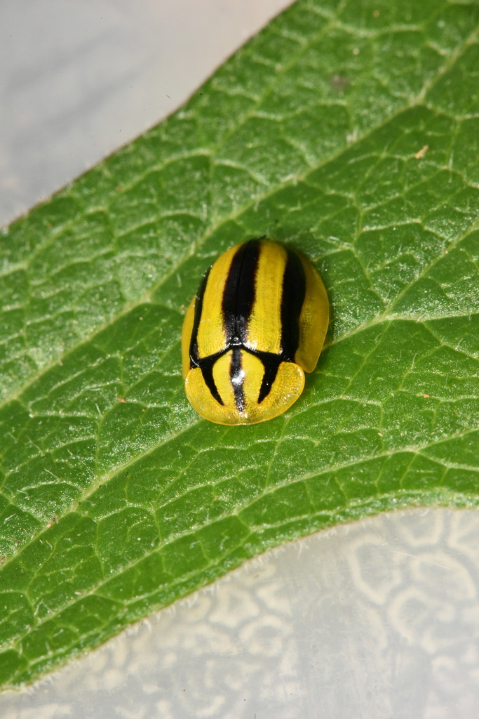 Physonota disjuncta