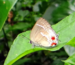 Strephonota strephon