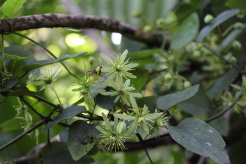 Clematis cunninghamii Turcz.
