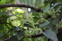 Clematis cunninghamii