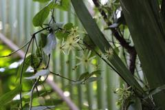 Clematis cunninghamii