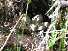 Anas crecca carolinensis