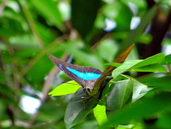 Archaeoprepona demophon