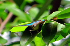 Archaeoprepona demophon