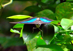 Archaeoprepona demophon