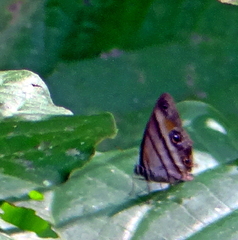 Cissia penelope