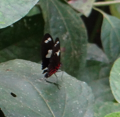 Heliconius doris