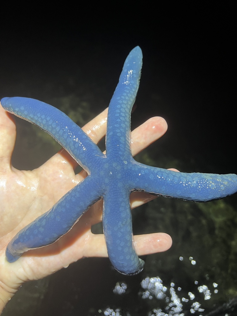 Blue Linckia (Linckia laevigata) — recorded at Lovina Reef