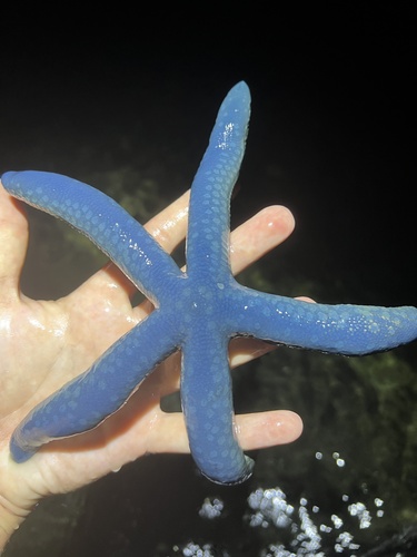 Blue Linckia (Linckia laevigata)