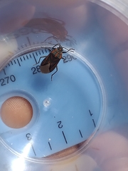 Spilostethus trilineatus