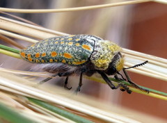 Julodis mitifica
