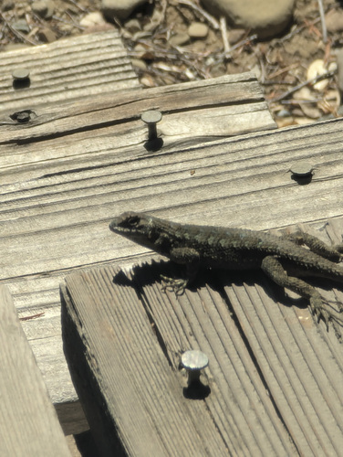 iNaturalist observation photo of Northwestern Fence Lizard