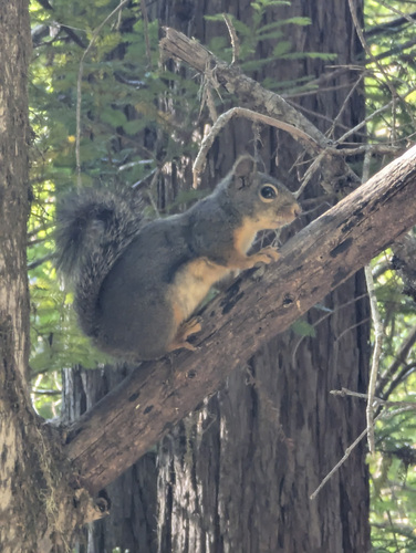 iNaturalist observation photo of Douglas's Squirrel