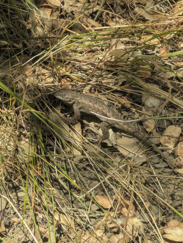 iNaturalist observation photo of Northwestern Fence Lizard