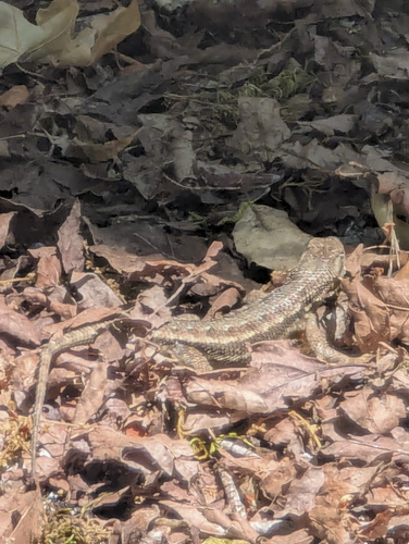 iNaturalist observation photo of Northwestern Fence Lizard