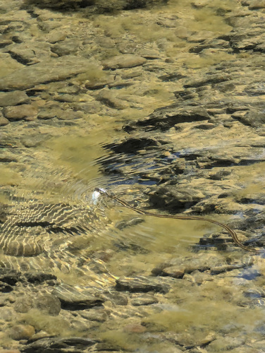 iNaturalist observation photo of Aquatic Garter Snake