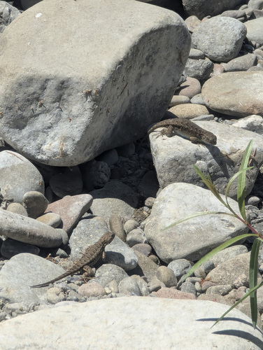 iNaturalist observation photo of Northwestern Fence Lizard
