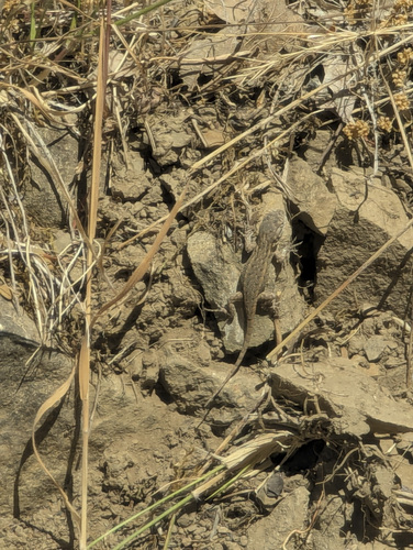 iNaturalist observation photo of Northwestern Fence Lizard
