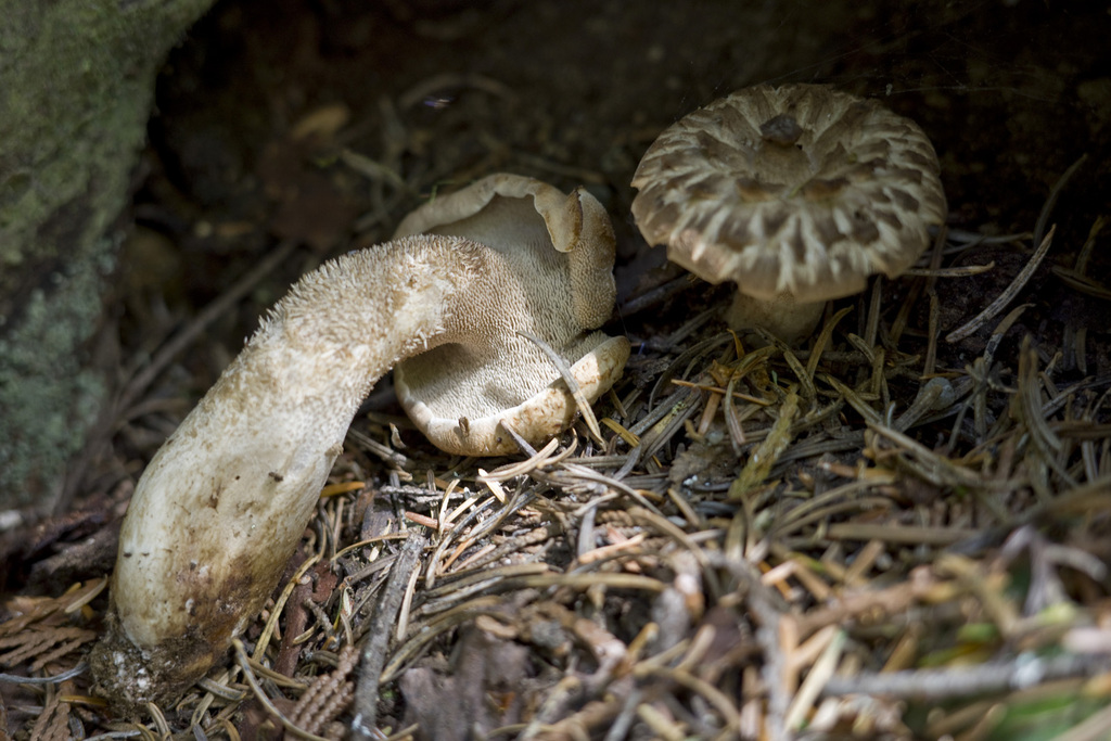 Sarcodon sp. 'PNW09'