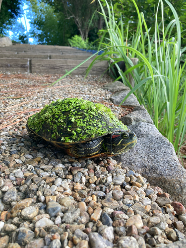 Trachemys scripta