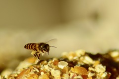 Apis cerana