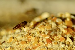 Apis cerana