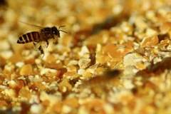 Apis cerana