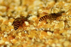 Apis cerana