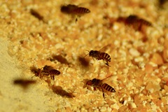 Apis cerana
