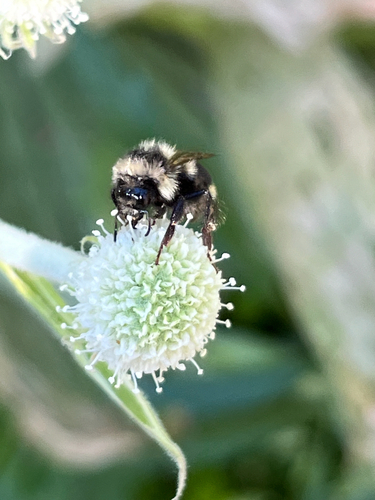 iNaturalist observation photo of Vancouver Bumble Bee