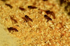 Apis cerana