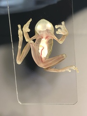 Ghost Glass Frog photo 5