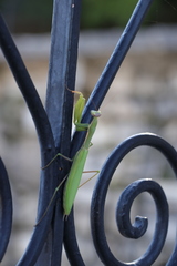 Mantis religiosa